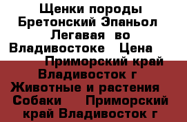 Щенки породы Бретонский Эпаньол (Легавая) во Владивостоке › Цена ­ 40 000 - Приморский край, Владивосток г. Животные и растения » Собаки   . Приморский край,Владивосток г.